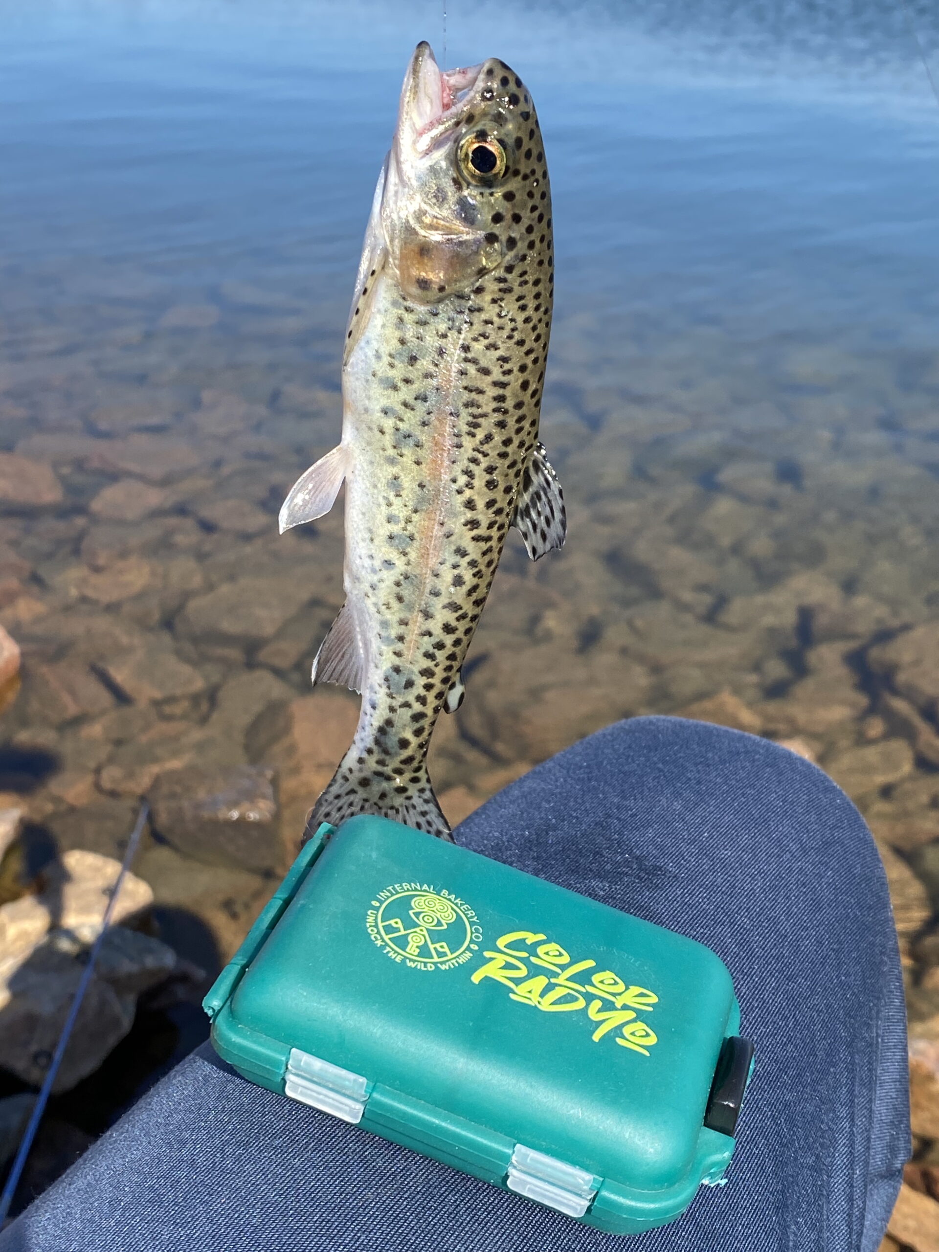 Your pocket-sized sidekick for the river, the trail, and everywhere in between. With 10 compartments, this versatile box folds in half and snaps shut to slip neatly into the front pocket of your shirt. Whether you’re storing fishing tackle, daily meds, or micro-essentials, the Catch & Stash Box keeps it all organized and within reach. Each box is stamped with our original “Color Rad Yo” design — a playful tribute to the beauty of Colorado and the wild spirit that inspires Internal Bakery. ✨ Why You’ll Love It: 10 compartments to keep small items secure Compact fold & snap design — fits right in your pocket Multi-use: tackle, meds, or everyday essentials Lightweight, durable, and ready for adventure Features our exclusive “Color Rad Yo” design Elevate your lifestyle — catch it, stash it, and carry the wild with you.
